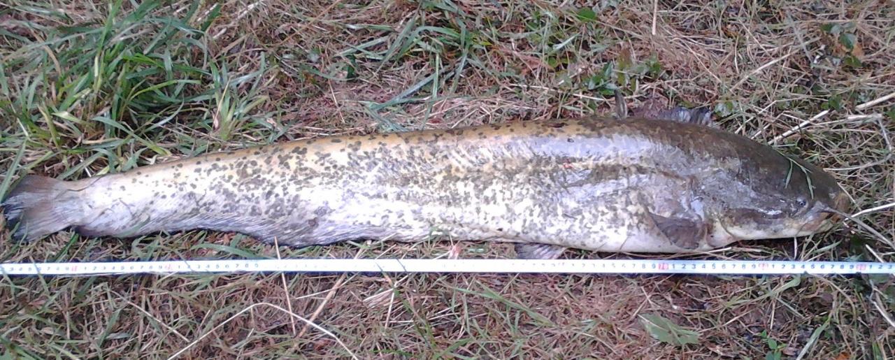 silure 89cm